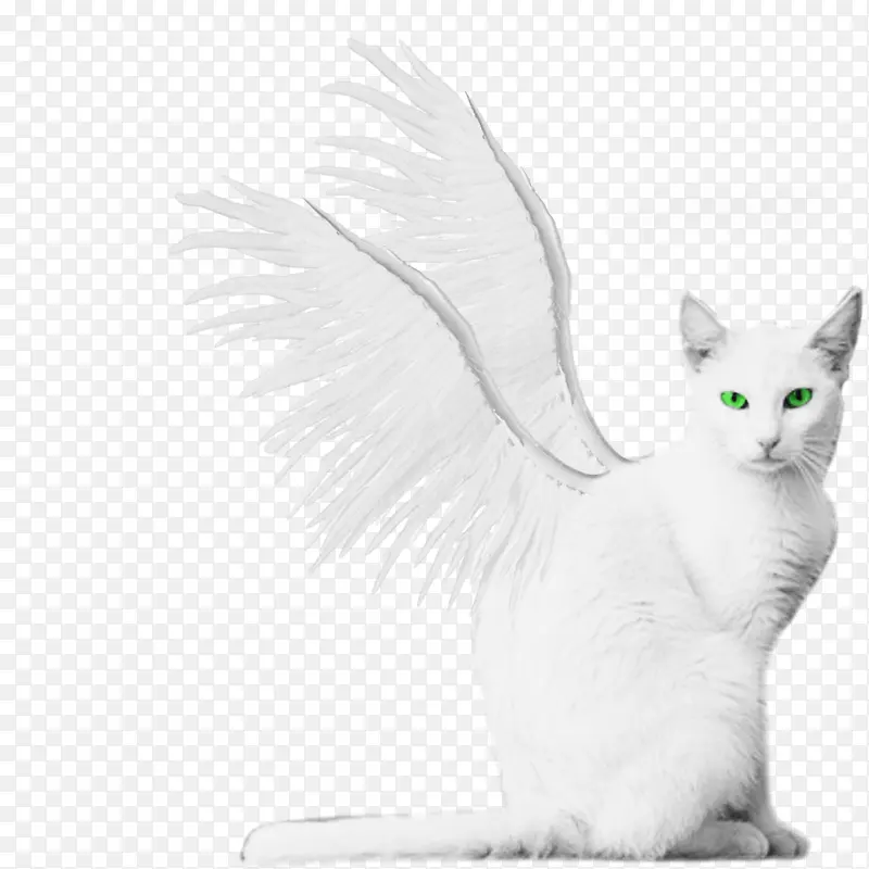 白色天使猫