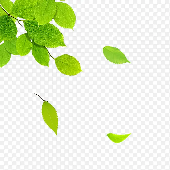 绿色树叶首页装修PNG图片素材下载_图片编号qpazbjwl-免抠素材网