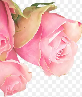 粉色玫瑰淘宝首页模板