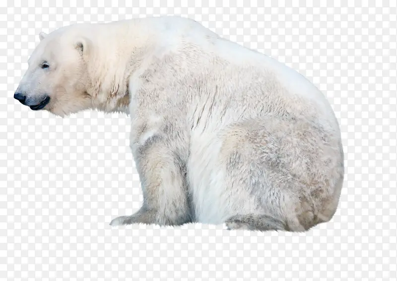 年迈的北极熊