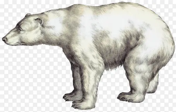 手绘白色北极熊