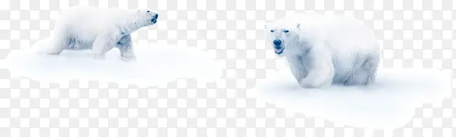 雪中北极熊