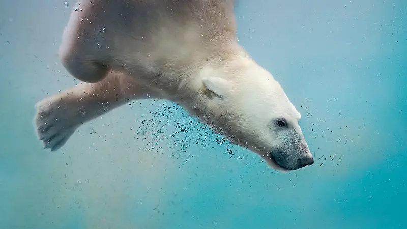 潜水中的北极熊开心