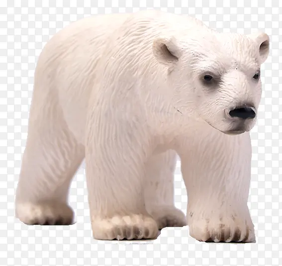 北极熊实物