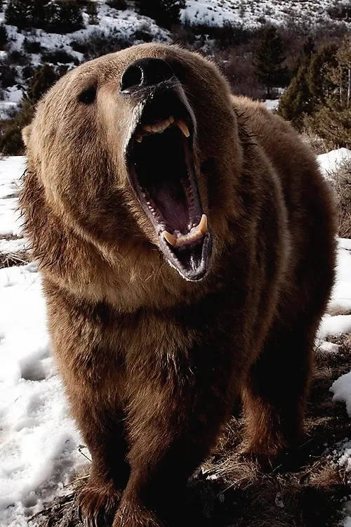 棕熊极地高清怒吼