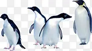 可爱南极企鹅动物