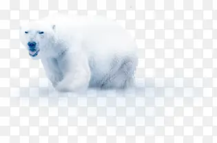 在冰面上的北极熊