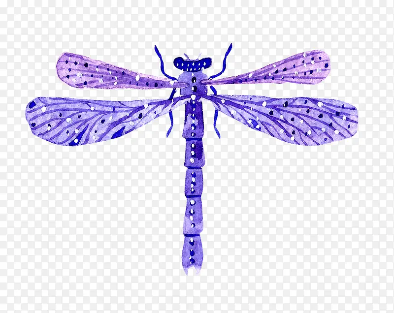 紫色的蜻蜓