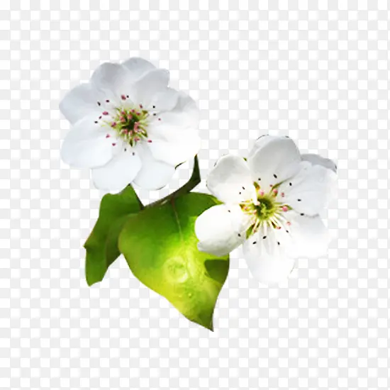 白梨花花瓣开花图片素材