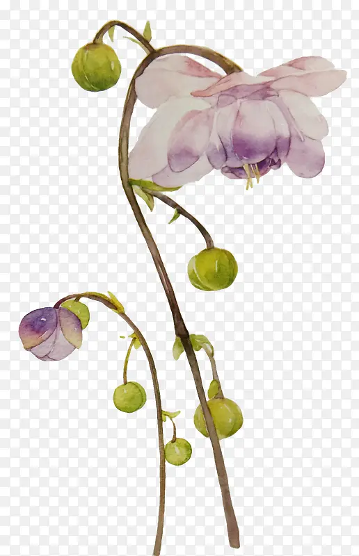 淡紫色花朵