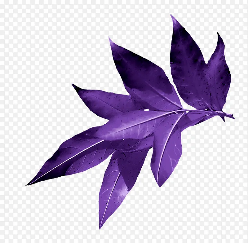 紫色叶子