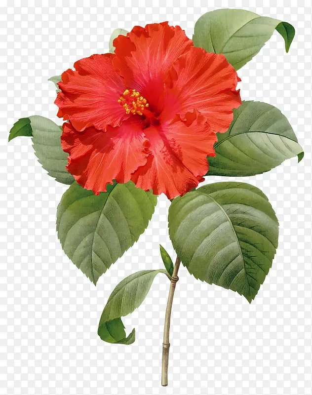 红色的花