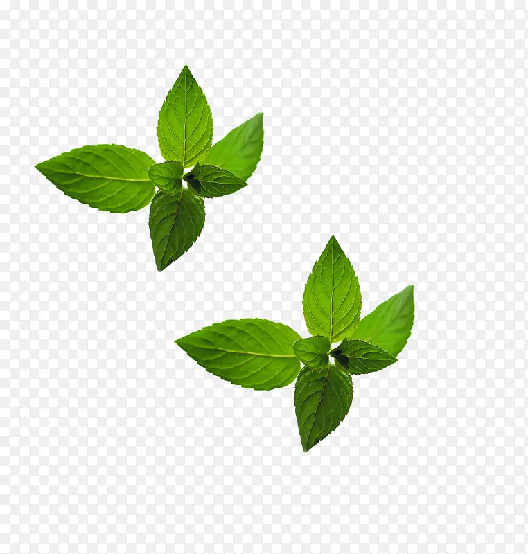薄荷叶