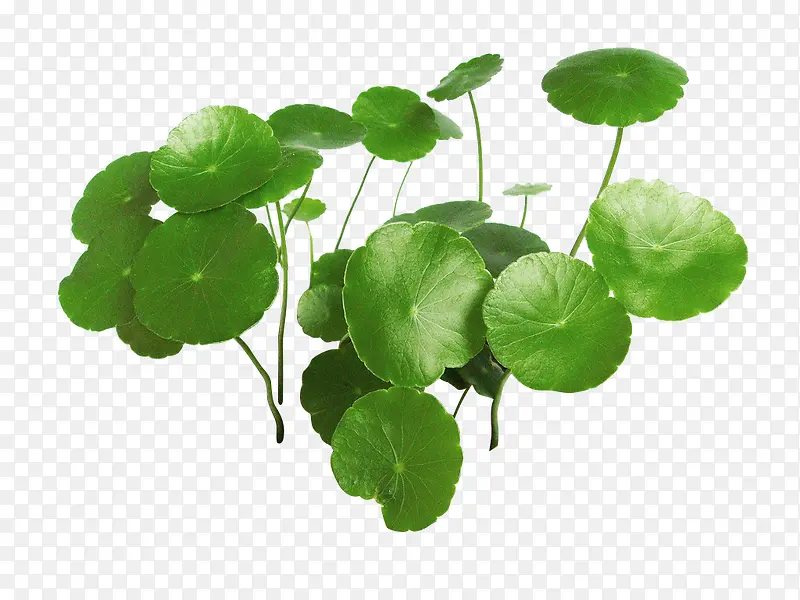 植物绿色卡通荷叶多片小清新