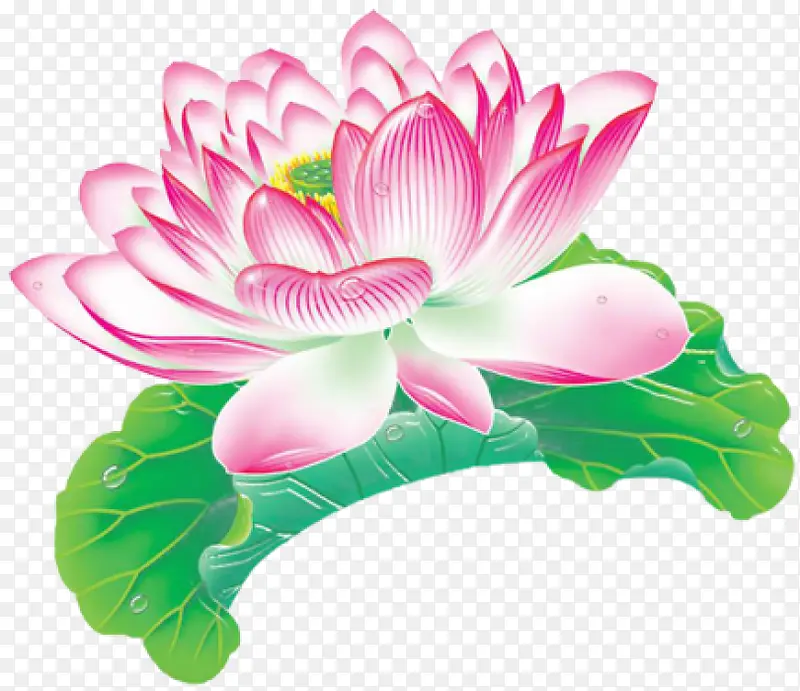 手绘的荷花