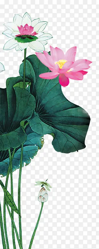 荷花荷叶手绘