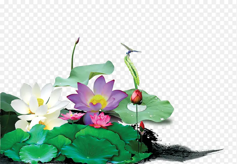荷花