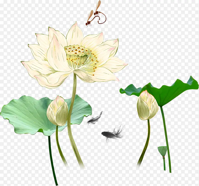 白色手绘荷花