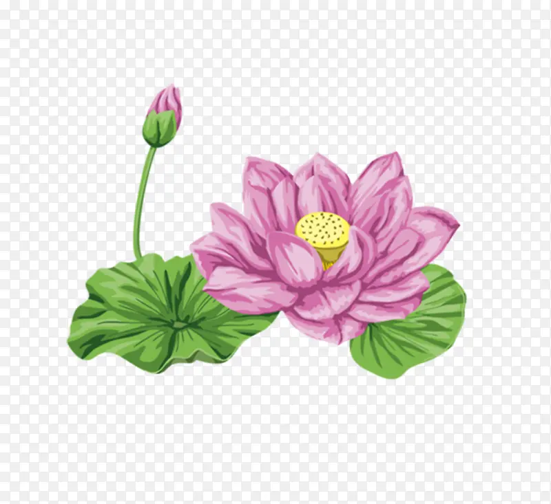 粉色莲花