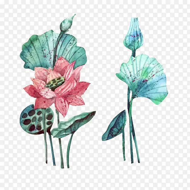 荷花