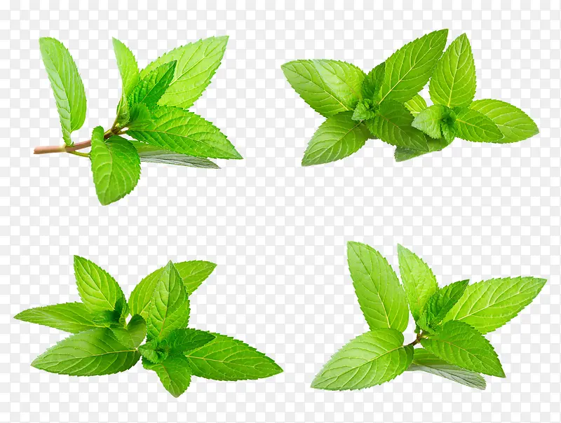 夏天清新薄荷叶