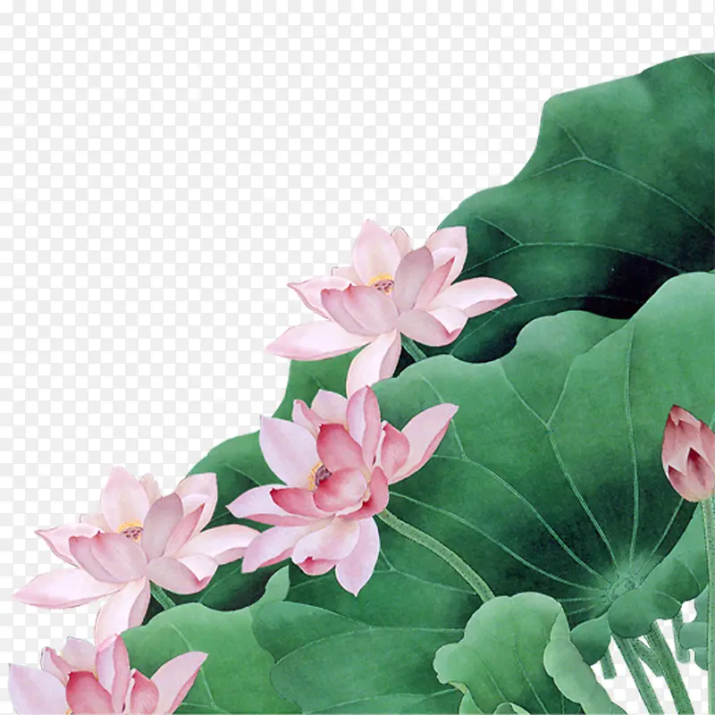 荷花