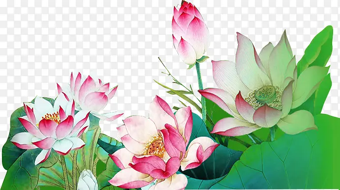 牡丹花大牡丹花荷叶
