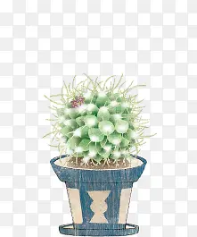 手绘仙人球植物