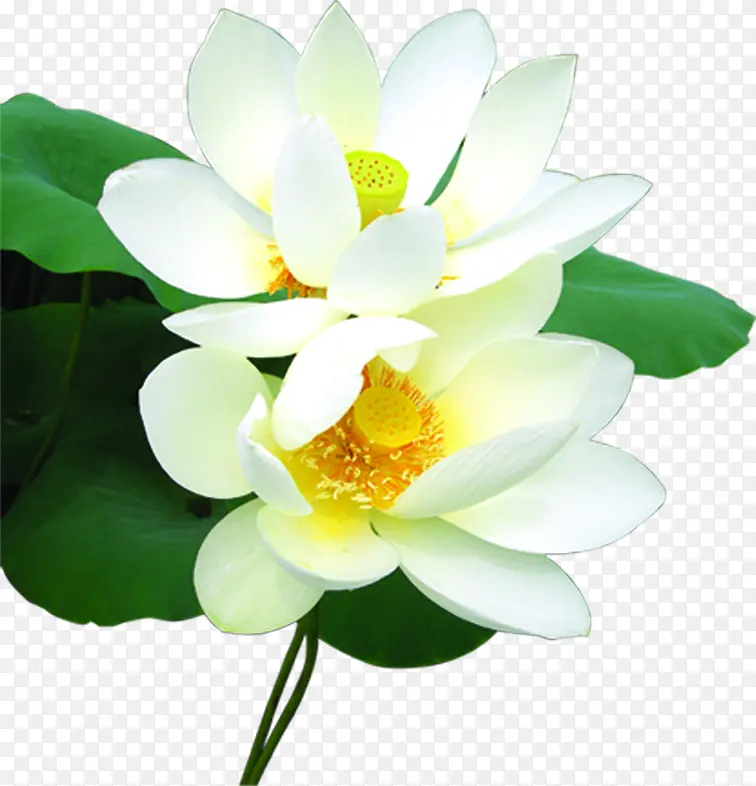 白色荷花荷叶毛笔字