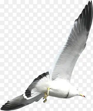 高清摄影海边的白鹭海鸥