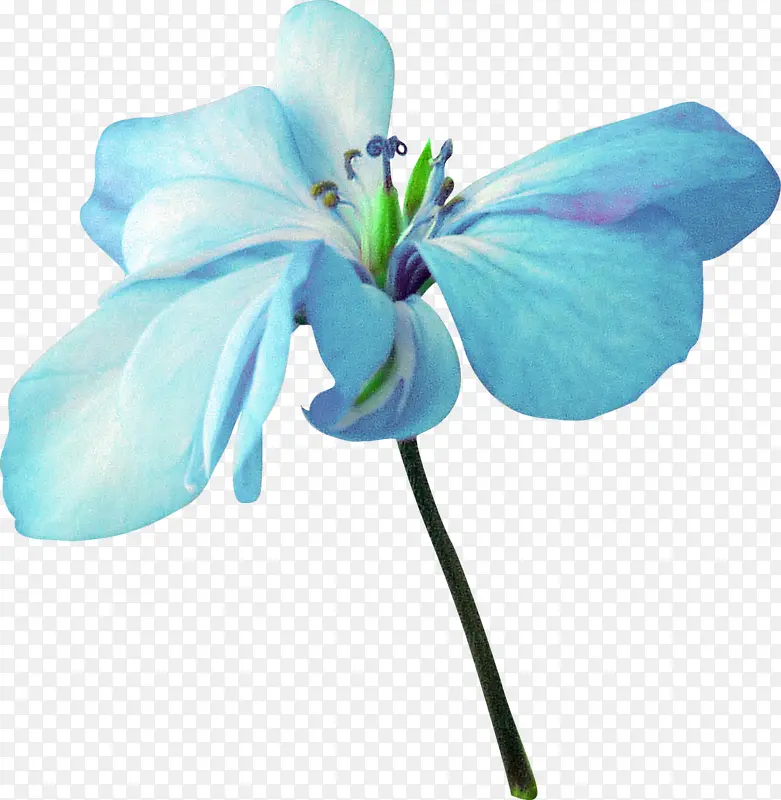 一朵蓝色花