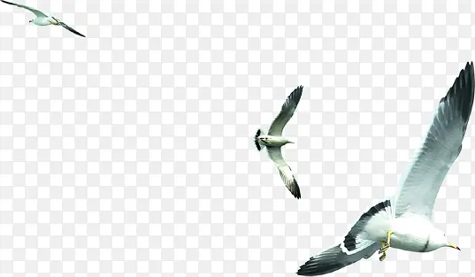 摄影在海边森林飞翔的海鸥