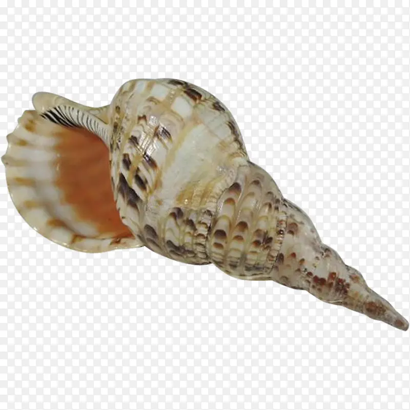 小海螺摄影图