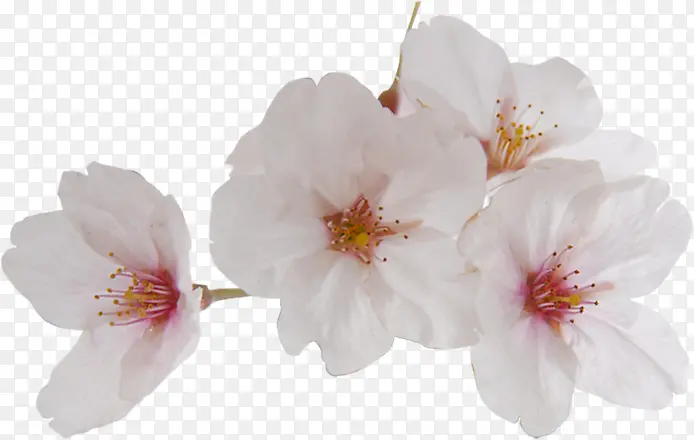 摄影夏日海报白色花朵设计