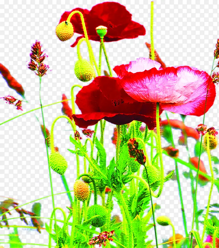 创意摄影红色的玫瑰花
