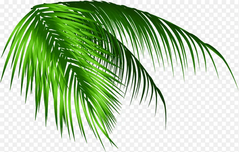 高清摄影海边沙滩的绿色棕榈叶