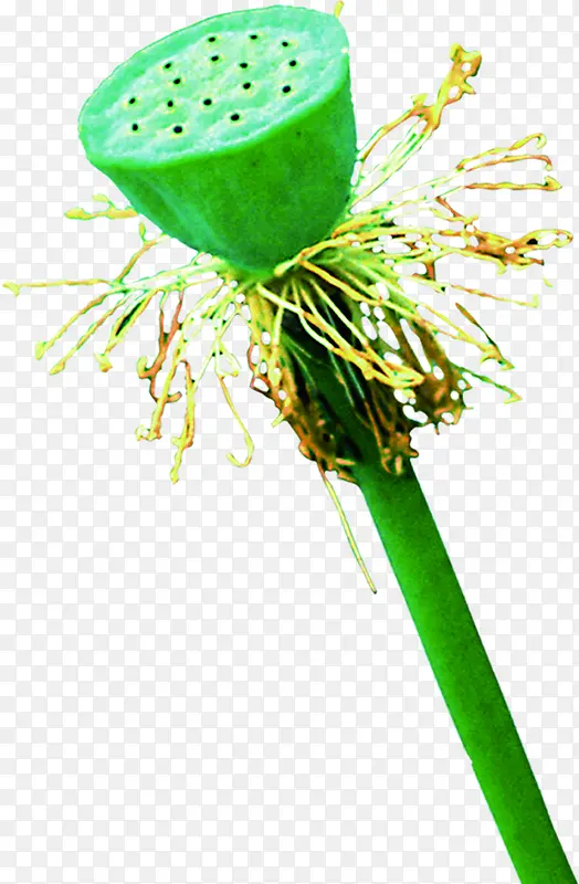 创意摄影绿色的莲子