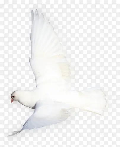 效果白色和平鸽摄影图