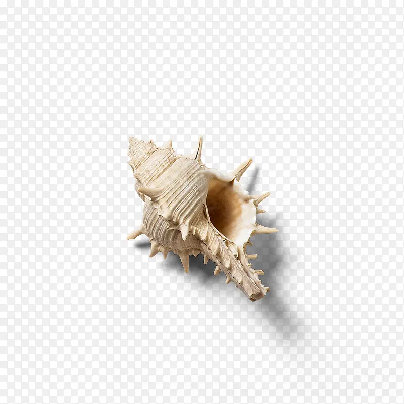 海洋生物贝壳海螺