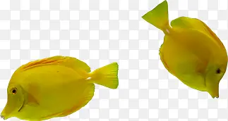 摄影海底海报黄色鱼