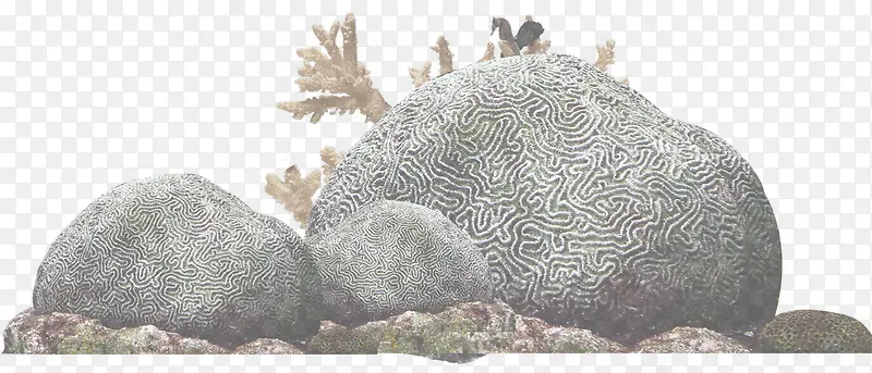 摄影海底石头摄影图