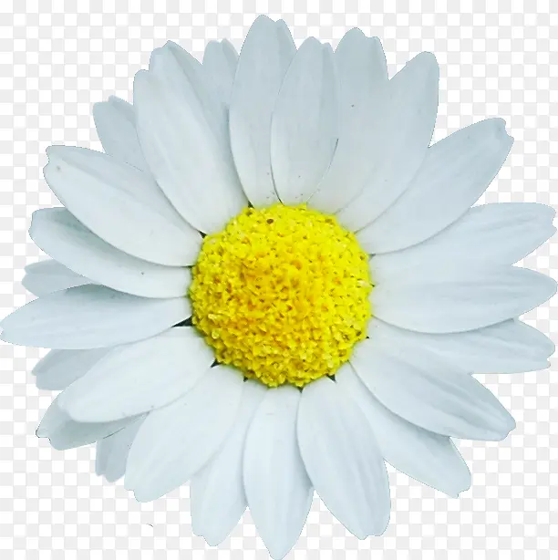 摄影白色花朵效果设计