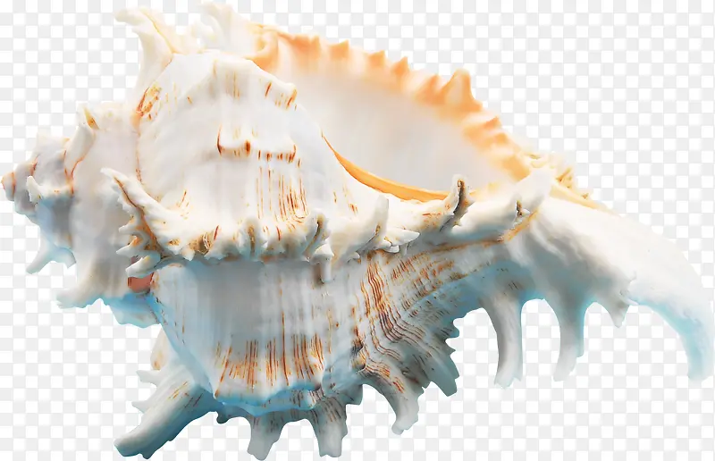 摄影海底世界贝壳效果