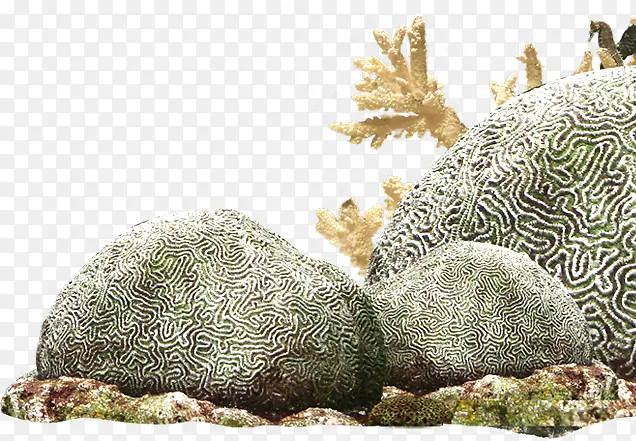 海底摄影海洋石头珊瑚