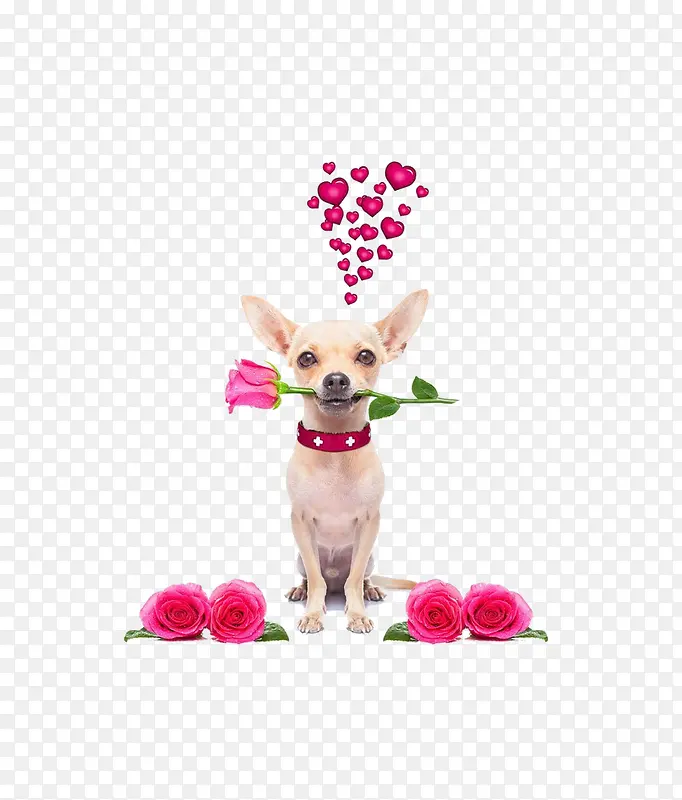 小狗与玫瑰花