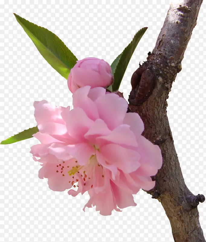 春季粉色樱花树枝