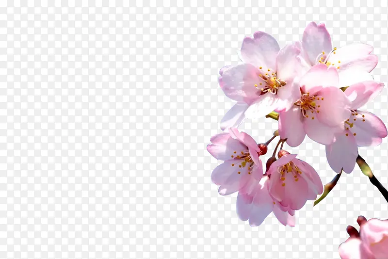 樱花树枝