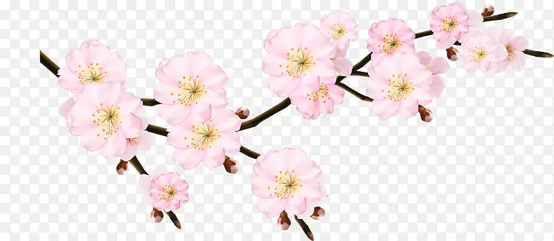 樱花矢量图