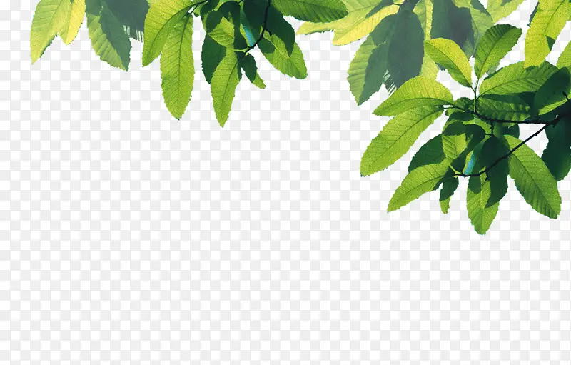 绿色树枝树叶装饰图案