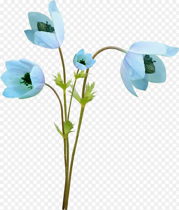 蓝色鲜花